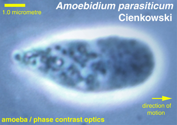Amoebidium amoeba