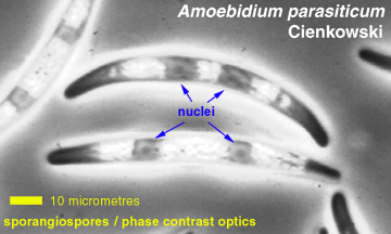 Amoebidium sporangiospore
detail