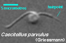 Caecitellus