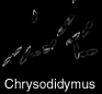 Chrysodidymus