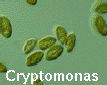 Cryptomonas