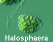 Halosphaera