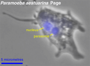Paramoeba DAPI