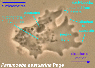 Paramoeba habit