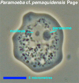 Rounded cell