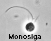 Monosiga