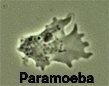 Paramoeba