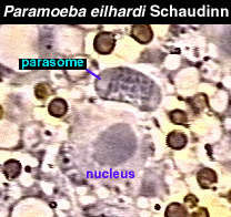 Nucleus and Parasome
