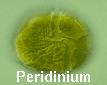 Peridinium