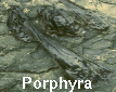 Porphyra