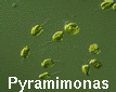 Pyramimonas