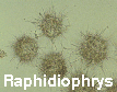 Raphidiophrys