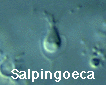Salpingoeca