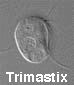 Trimastix